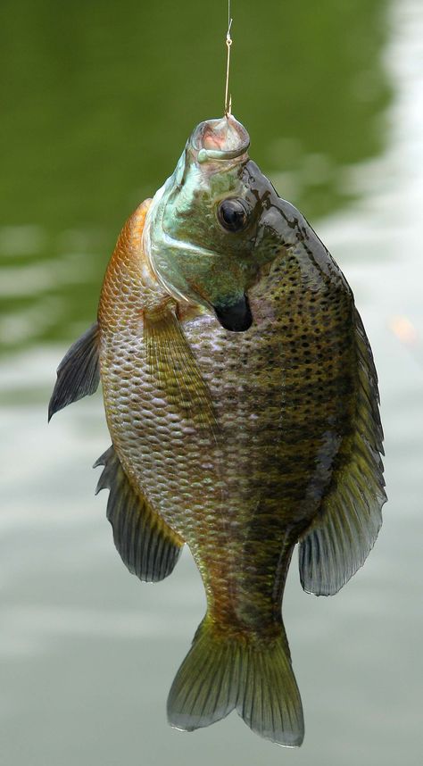 Blue Gill Fish, Bluegill Fish, Rainbow Sushi, Ice Fishing Equipment, Bluegill Fishing, Fly Fishing Boats, Sun Fish, Best Fishing Lures, Crappie Fishing Tips