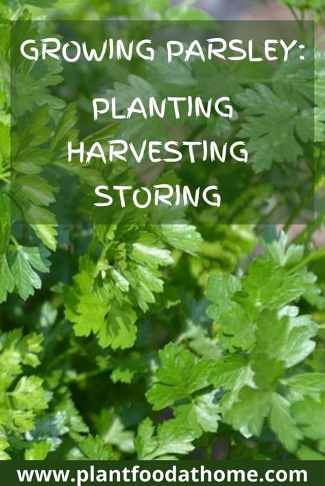 How To Harvest Parsley, Storing Parsley, Harvest Parsley, How To Grow Parsley, Grow Parsley, Drying Fresh Herbs, Grow Lemongrass, Growing Parsley, Parsley Plant