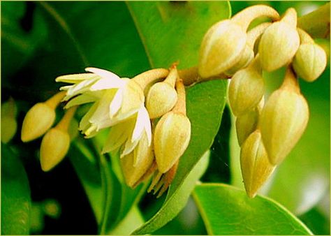 Fragrant Flower Bakula Spanish Cherry Bakul Molsri RARE Tropical Spanish Cherry Flower, Spanish Cherry, Cherry Flower, In Home Garden, Forest Garden, Fragrant Flowers, Garden Yard, Cherry Tree, Exotic Flowers