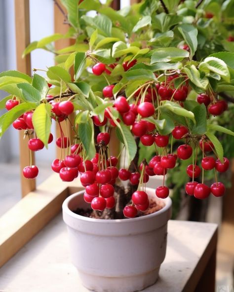 Stop buying cherries at the store. Grow them at home with this step-by-step guide Growing Cherries From Pits, Growing Cherry Trees From Pits, Grow Cherry Tree From Pit, Beautiful Flower Garden Ideas, Grow Flowers Indoors, Planting Cherry Seeds, Indoor Fruit Plants, Grow Fruit Indoors, Growing Cherry Trees