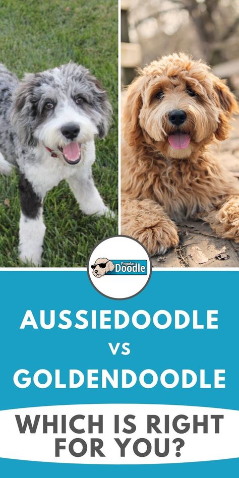 Ausiedoodle Grooming, Aussie Doodle Full Grown, Aussie Doodle Puppy, Golden Doodle Vs Labradoodle, Trim Goldendoodle Face, Red Goldendoodle, Doodle Dog Breeds, Standard Goldendoodle, Poodle Mix Puppies