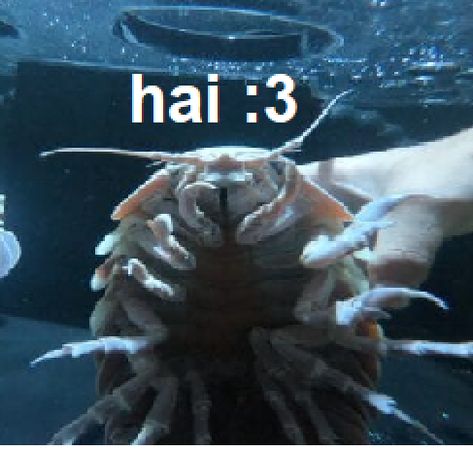 Deep Sea Isopod, Sea Isopod, Giant Isopod Cute, Isopods Cute, Cute Isopod, Shark Matching Pfp, Isopod Tattoo, Bathynomus Giganteus, Marine Memes