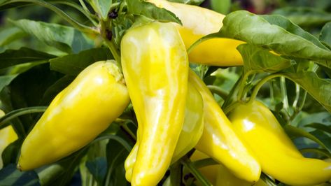 Do you have a bushel of banana peppers from your garden, and nothing to do with them? Never fear. We have ways to use them all. Bell Peper, Growing Capsicum, Wax Peppers, Health Fruits, Recipes With Banana Peppers, Sweet Banana Peppers, Hot Banana Peppers, Ground Beef Breakfast, Sweet Pepper Recipes