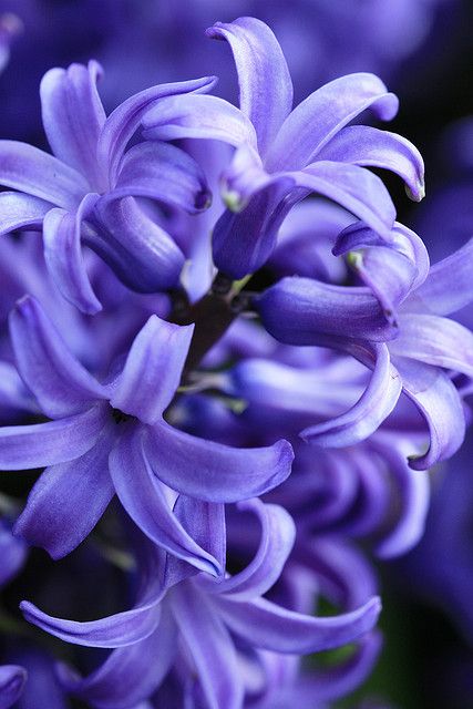 Purple Hyacinth Purple Flowers Garden, Hyacinth Flowers, Purple Hyacinth, Plant Photography, The Secret Garden, Beautiful Flowers Garden, All Things Purple, Exotic Flowers, Flower Lover