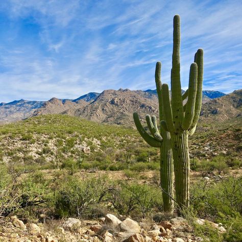 Green Valley Arizona, Oro Valley Arizona, Things To Experience, Arizona Adventure, Arizona Vacation, Arizona Road Trip, Resort Living, Santa Catalina, Sonoran Desert