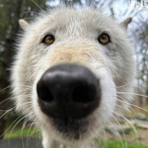 Wolf Facing Forward, White Wolf Aesthetic, Funny Wolves, Wolf Matching Pfp, Wolf Side View, Silly Wolf, Hybrid Aesthetic, Tundra Wolf, Wolf Pfp