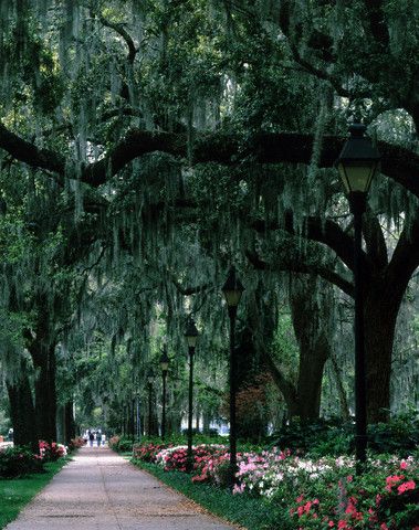 day or night, rain or shine, summer or winter, Savannah is one of the most beautiful places in the country Apocalyptic Aesthetic, Savannah Photography, Savannah Gardens, Lovely Landscapes, Swamp Thing, Forsyth Park, American Landscape, Camping Destinations, Retirement Plan