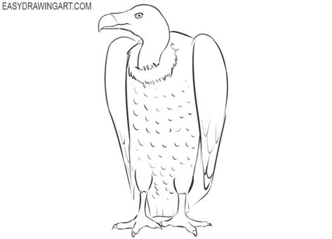 How to Draw a Vulture | Easy Drawing Art How To Draw A Vulture, Drawing Eagle Easy, Vulture Sketch, Turkey Vulture Drawing, Vulture Drawing, How To Draw An Eagle Flying Step By Step, Very Easy Drawing, Fly Drawing, Alphabet Drawing