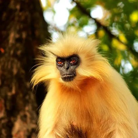 Golden Langur, Animals Amazing Photos, Ape Monkey, Unknown Facts, Animals Amazing, Social Behavior, Basic Facts, Aquatic Animals, Animal World