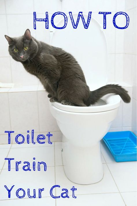 Litter Box Smell, Raising Kittens, Cat Toilet Training, Cutee Animals, Dog Potty Training, Dog Potty, Potty Train, Potty Training Tips, Cat Toilet