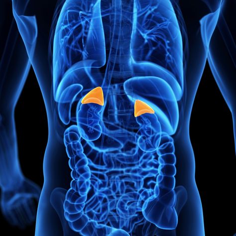 Adrenal Health Part Three: Adrenal Fatigue, Symptoms and Tests | Official website of the Seventh Day Adventist Reform Movement Adrenal Fatigue Recovery, Adrenal Gland, Adrenal Cortex, Adrenal Support, Adrenal Health, Adrenal Glands, Adrenal Fatigue, Thyroid Health, Hormone Imbalance