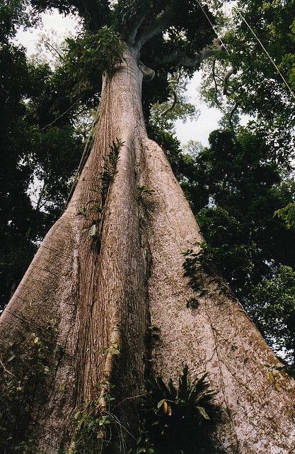 Ceiba Pentandra/Kapok/Silk Cotton tree by wallygrom, via Flickr Tree Of Peace, Ceiba Tree, Aztec Emperor, Iquitos Peru, Kapok Tree, Butterfly And Moth, Moth Species, Cotton Tree, Large Trees