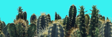 Western Twitter Header, Plant Twitter Header, Farm Twitter Header, Cactus Banner, Cactus Desktop Wallpaper, Neutral Cactus Background, Desert Cactus Background, Twitter Header Pictures, Twitter Header Photos