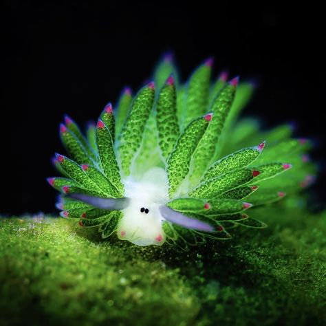 Leaf Slug, Strange Sea Creatures, Sea Sheep, Slug, Sea Creatures, Sheep, Green