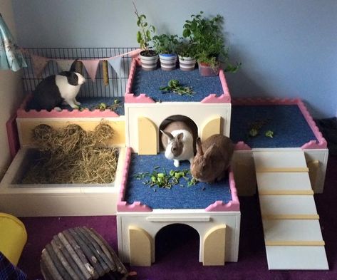 Customer Setup ideas | Rabbit Enrichment Hides | Manor Pet Housing Tapsi Hapsi, Bunny Castle, Ceiling Bed, Rabbit Habitat, Two Rabbits, Bunny Hutch, Bunny Room, Bunny Stuff, Indoor Rabbit