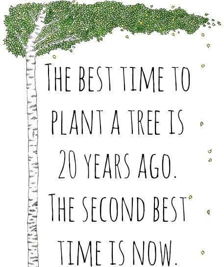 This applies to anything in life - Imgur Eco Quotes, Sustainability Quotes, Environmental Quotes, Environment Quotes, Tree Quotes, Plants Quotes, Plant A Tree, Garden Quotes, Plant Tree