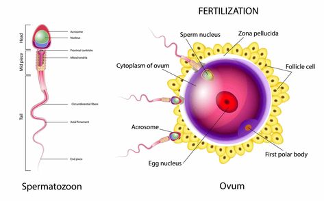 Reproduction In Humans, Reproduction In Animals, Nerve Injury, Best Friends Forever Images, Female Reproductive System, Earth And Space Science, Science Notes, Class 8, Endocrine System