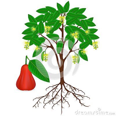 Syzygium jambos or rose apple plant with fruit and flowers, beautiful illustration. Rose Apple Tree, Apple Plant, Rose Apple, Apple Roses, Fruit Flowers, Beautiful Illustration, Background Beautiful, Tree Illustration, Pattern And Decoration