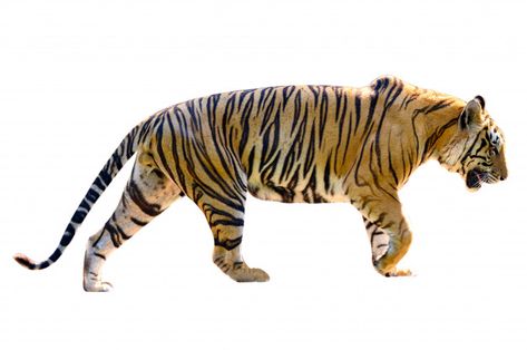 Tiger white background isolate full body... | Premium Photo #Freepik #photo #background #nature #animal #beauty 3d Tiger, Tiger White, Tiger Photography, Cat 3d, Sumatran Tiger, Tiger Pictures, Cat Reference, Hinduism Art, Fantasy Art Landscapes