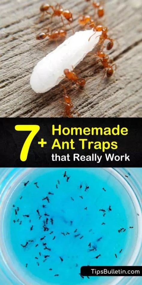 Ant Bait Homemade, Diy Ant Trap Indoor, How To Get Rid Of Ants In The House Diy, Any Killer Diy, Best Way To Get Rid Of Ants, Ant Bait Borax Sugar, How To Kill Ants Outside, Homemade Ant Trap For Inside, How To Kill Ants In The House