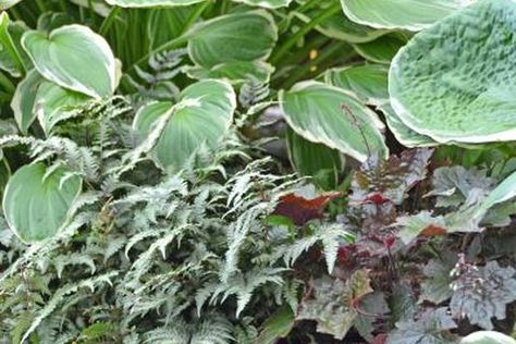 Hosta heuchera Plants Safe For Dogs, Dog Yard Landscaping, Indoor Shade Plants, Plants That Like Shade, Dog Safe Plants, Dog Friendly Plants, Dog Friendly Garden, Best Plants For Shade, Dog Friendly Backyard