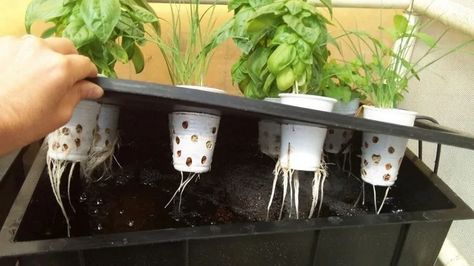 How To Start Hydroponics Growing With The Kratky Method 2 Homemade Hydroponic System, Hydroponic Gardening Diy, Indoor Hydroponic Gardening, Diy Hydroponics, Hydroponic Gardening System, Home Hydroponics, Aquaponics Fish, Hydroponic Farming, Hydroponics Diy