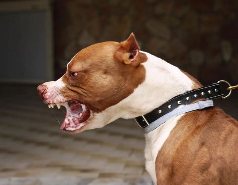 Pittbulls Dogs Angry, Pitbull Side Profile, Pitbull Barking, Silly Puppies, Pitbull Attacks, Corso Dog, Dangerous Dogs, Dog Poses, Water Dog