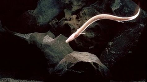 The olm: the blind cave salamander that lives to 100 Glow Worm Cave, Giant Salamander, Giant Tortoise, Salamanders, Animal Groups, Dragon Egg, Baby Dragon, Weird Creatures, Wild Life