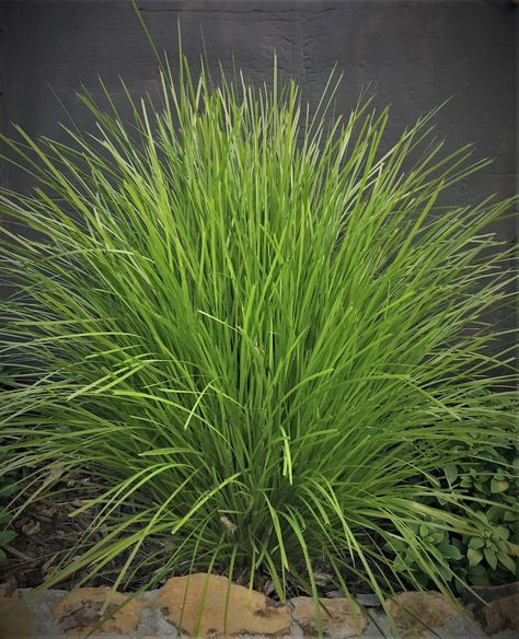 Lomandra Lime Tuff, Lomandra Longifolia, Front Gardens, Ornamental Grass, Forest Cabin, Cat Garden, Native Garden, Australian Native, Plant List