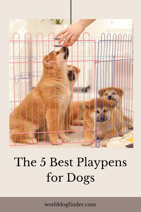 Keeping your dog safe has to be close to the top of your priority list. If you have to leave your puppy at home, one of the best things you could do is make sure the puppy (or a dog) has a safe space to play in. Dogs can get in all sorts of trouble, and it is best for both of you if they have a designated playing area. The easiest way to do that is by getting your dog or puppy a playpen. Diy Puppy Pen, Puppy Pens, Puppy Playpen, Dog At Home, Priority List, Dog Playpen, Dog Ideas, Safe Space, Dog Owners