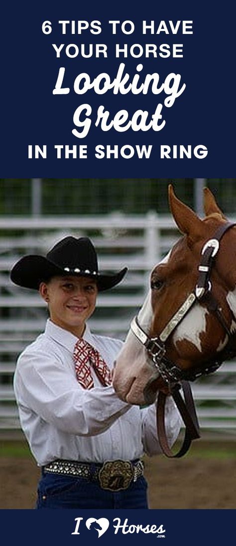 You spend countless hours riding and training your horse to get ready for horse shows. When the big day comes, you want your horse to stand out and impress the judges. As an equestrian, there are several things you can do to improve your chances of winning horse shows. Click here to find out. #horses #horseshow #showhorse #dressage #equestrian #horsebackrider #horseowner #horsetips #horseshowtips Horse Show Prep, Hours Riding, Horse Braids, Horse Showing, Horse Care Tips, Equestrian Problems, Horse Ideas, Equestrian Helmet, Horse Training Tips