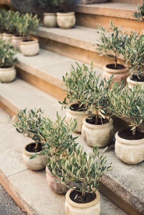 Mediterranean Garden, Olive Trees, Cool Ideas, Olive Tree, Plant Lady, Plant Life, Green Thumb, Garden Inspiration, Outdoor Garden