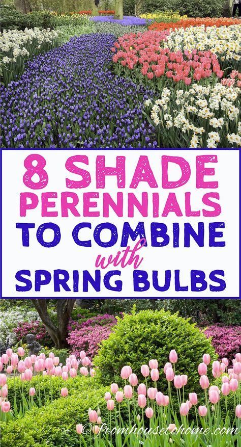 I'm always looking for plant combinations that will look good in my garden. These shade perennials are beautiful and will look great with the tulips in my spring garden! Spring Bulbs Garden, Perennial Shrubs, Spring Flowering Bulbs, Shade Perennials, Garden Bulbs, Spring Plants, Sun Plants, Spring Bulbs, Plant Combinations