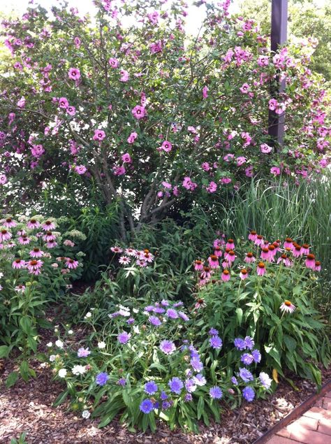 Pretty Rose of Sharon, purple coneflowers, and blue scabiosa are popular with butterflies (Photo Credit: Adroit Ideals) What To Plant With Rose Of Sharon, Rose Of Sharon Landscape Ideas, Blue Scabiosa, Purple Coneflowers, Colonial Garden, Mary Mary, Pretty Rose, Cottage Gardens, Butterfly Photos