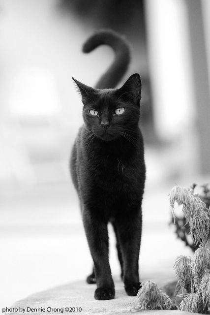 Cat Diseases, Groucho Marx, A Black Cat, Cute Cat Gif, Cat Photography, Pretty Cats, Black & White, Maine Coon, Crazy Cat Lady