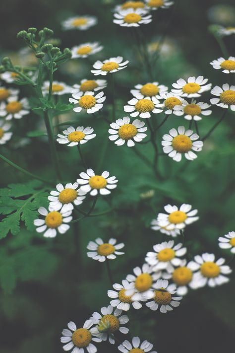 feverfew Feverfew Plant, Diy Bridal Bouquet, Standard Process, Plant Guide, Wild Edibles, Happy Flowers, Heirloom Seeds, Yard Work, Fact Sheet