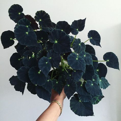 Begonia i Kropka on Instagram: “I like them black!🤤🖤 My most precious non-cane, non-terrarium begonia. It’s easy,  forgiving and fast growing. Just a stunning, eye…” Black Succulents, Black Plants, Plantas Interior, Planting Plants, Dreamy Flowers, Goth Garden, Plant Tips, Black Thumb, Prairie Garden