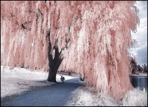 Pink Tree by _poseidon_ @Tony Gebely Wang Pink Willow Tree, Weeping Willow Tree, Infrared Photography, Weeping Willow, Pink Trees, Tree Photography, Tree Wallpaper, Tree Tattoo, Willow Tree