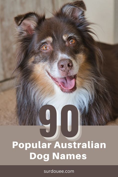 Australian Dog Names Female Dog Names Country, Aussie Dog Names, Australian Dog Names, Australian Names, Puppies Names Female, Top Dog Names, Australian Shepherd Names, Australian Dog, Female Dog Names