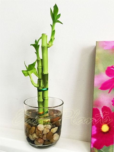 Ribbon Plant, Square Glass Vase, Round Glass Vase, Lucky Bamboo Plants, Kingdom Plantae, Bamboo Plant, Indoor Bonsai, Bulbs Indoor, Indoor Trees