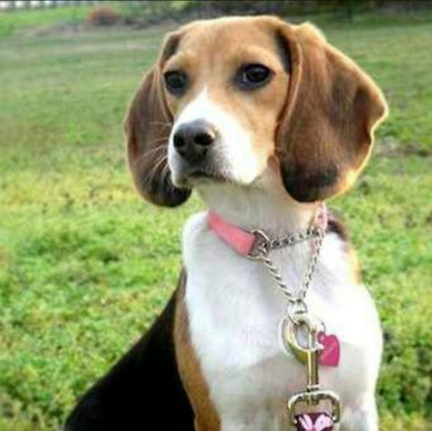 Beagle love... Friendly Dog Breeds, Beagle Hound, Adoptable Beagle, Cute Beagles, Pack Leader, Handmade Dog Collars, Beagle Puppy, The Fox And The Hound, Beagle Dog