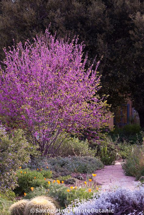 Flowering Western Redbud tree (Cercis occidentalis) in Southern California, drought tolerant native plant garden Cercis Occidentalis, Western Redbud, Native Plant Garden, California Native Garden, Garden Library, California Drought, Drought Tolerant Garden, Redbud Tree, Drought Tolerant Landscape