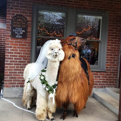 Llamas At The Wedding Llama Wedding, Llama Llama, Fluffy Cows, Therapy Animals, Cute Llama, Wedding Pets, Baby Animals Funny, Funny Animal Memes, Weird Animals