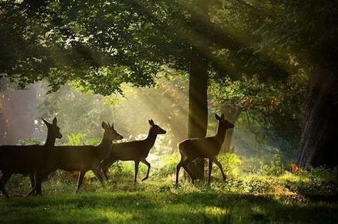 Photo | #Forest #Forests #BeautifulMysteriousForests 23 Brea… | Flickr New Forest England, Deer Wallpaper, Picture Tree, Forest And Wildlife, Animals Amazing, Wild Forest, Image Nature, British Wildlife, Beautiful Images Nature