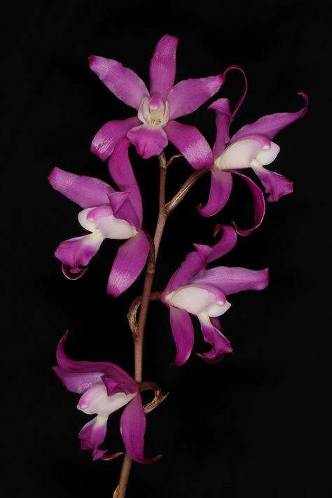 Laelia autumnalis - Endemic to Mexico Dendrobium Orchid, Dendrobium Orchids, Ways To Show Love, Orchid Flowers, Beautiful Orchids, Floral Photo, Purple Lilac, Exotic Flowers, Flower Photos