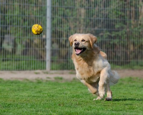 The Best 16 Dog Fetch Toys for Hours of Endless Play Fetch With Dog, Kennel Ideas, Beautiful Dog Breeds, Most Beautiful Dogs, Dog Kennels, Camera Digital, Puppies Funny, Sporting Dogs, Dogs Golden Retriever