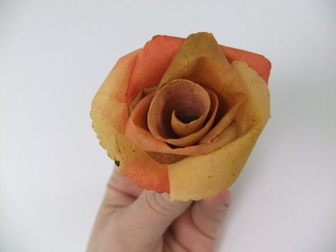 Salmon pink autumn leaf rose Leaf Roses, Fall Crafts Decorations, Oncidium Orchids, Floral Magnets, Rose Clutch, Pink Autumn, Floral Projects, Cookie Sheets, Gumpaste Flowers