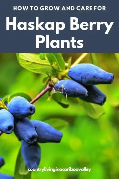 Haskap Berries, Honey Berries, Haskap Berry, Grow Berries, Perennial Bushes, Planting Fruit, Blueberry Gardening, Food Forest Garden, Trees For Front Yard