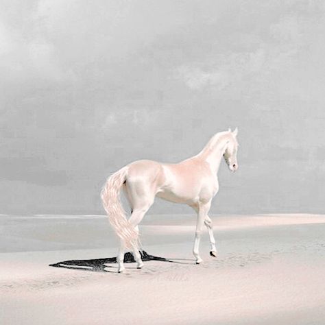 Ryo Aesthetic, Ahal Teke, Sacred Masculine, Akhal Teke Horses, Golden Horse, Akhal Teke, Horse Animal, Greek Gods And Goddesses, Horse Aesthetic