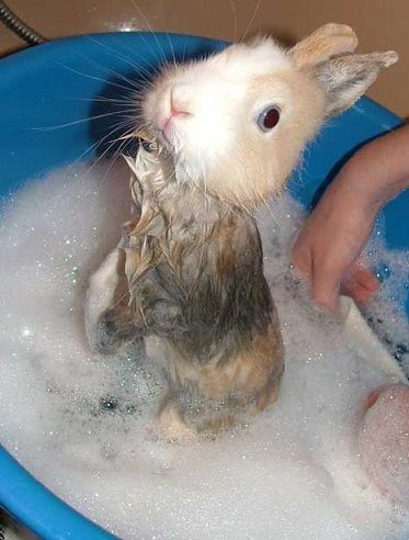 bunny bath time Somebunny Loves You, Pet Bunny, Funny Bunnies, Baby Bunnies, Hamsters, Cute Creatures, Bath Time, Creepers, Cute Bunny